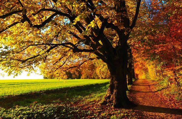 Le Sentier pédestrre "Des abeilles au miel" sur la Commune du Trioulou dans le Cantal