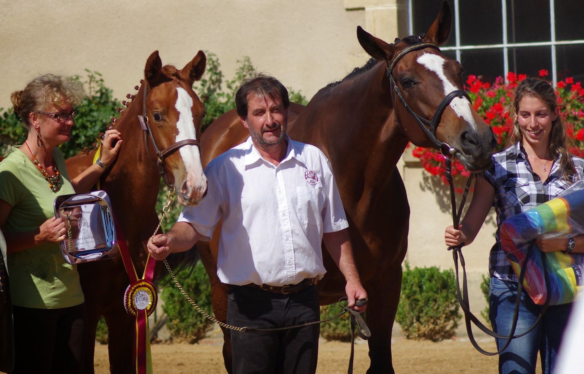 Elevage de chevaux de sport Anglo-Arabes et d'ânes des Pyrénées. Elevage de La Domerguie