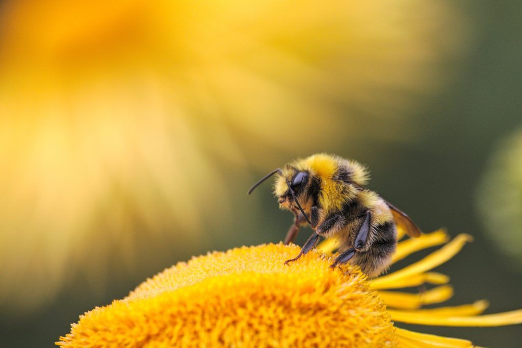 Je m’appelle Mélia, soyez les bienvenus sur le sentier pédestre du Trioulou « Des abeilles au miel… » ! 